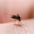 I’m a mosquito magnet. Will anything actually keep them away from me?