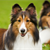 4 Tips to Keep Your Dog’s Coat Healthy