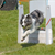 Team up With Your Dog for Flyball Fun