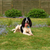 Create a Dog-friendly Backyard