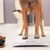 Is Your Dog Obese?
