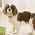 How to Transition From Puppy Food to Adult Food