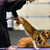 Doga: Yoga Your Dog Will Love