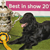 Are Dog Shows for You?