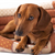 Make Your Senior Dog Feel at Home
