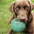 Treibball: Will Your Dog Dig It?