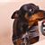 The Real Story Behind Dog Odors