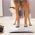 Is Your Dog Overweight?