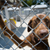 Breed Rescue Groups: Saving Dogs in Need of Homes