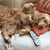 A Boarding Kennel Checklist