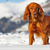 Winter Weather Hazards for Dogs