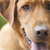 What to do with a dog that wont stop barking