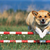 Find the Right Sport for Your Dog