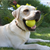 The Best Games to Play With Your High-Energy Dog