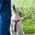 Find the Best Dog Trainer for Your Pup