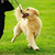 Easy Tricks to Train Your Dog in 10 Minutes a Day
