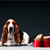 A Recipe for Your Dog’s Weight Loss