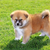 What to Expect From Your Puppy