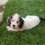 Petit Basset Griffon Vendeen: More Than a Cute Face