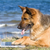 Are You Smarter Than a German Shepherd?