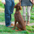 Get Results With Puppy Clicker Training