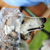 5 Rainy-day Workouts for Dogs