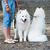 The Samoyed: More Than Just Fluff