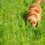 Unlock Your Dog’s Talents With K9 Nose Work