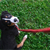 Rein In Your Dog Walks