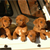 What to Ask a Dog Breeder