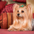 What’s Not to Love About Yorkies?