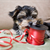 Puppy, Get That out of Your Mouth!