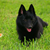 The Schipperke: Escape Artist Extraordinaire