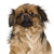 The Dog for Cat People
