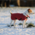Does Your Dog Need a Jacket?