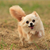 Why Does My Dog Run Away?