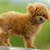 Is a Toy Dog Breed Your Best Match?