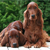The Irish Setter: Fun Wears a Red Coat