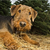 Mud and Dogs: Can You Manage the Mess?