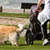 How to Walk Your Dog -- With Your Baby