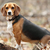 The Beagle: A Dog Breed for Hunters … and Kids