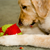Dog-friendly Spring-cleaning: A How-to Guide
