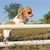 Is Your Puppy Ready for Sports?