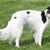 Meet the Silken Windhound: A Low-maintenance Beauty