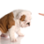 When Should You Tell Your Dog “No”?