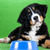 Is Grain-free Dog Food Good for Your Pet?