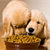 How to Avoid Chaos at Multiple-dog Feedings
