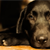 7 Ways to Help Your Dog Conquer Thunder