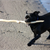 Brachycephalic Dogs: The Risks of a Flat Nose in Summer