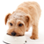 Is Your Dog Getting the Right Nutrients?